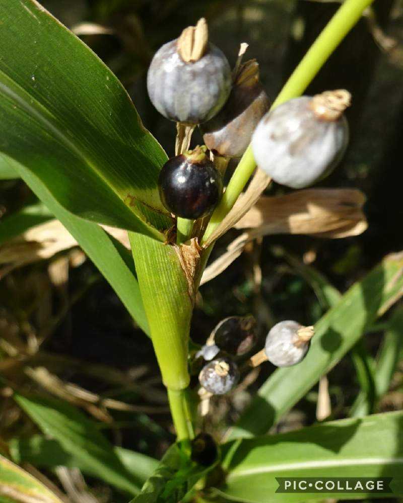 ジュズダマ(数珠玉)｜🍀GreenSnap（グリーンスナップ）