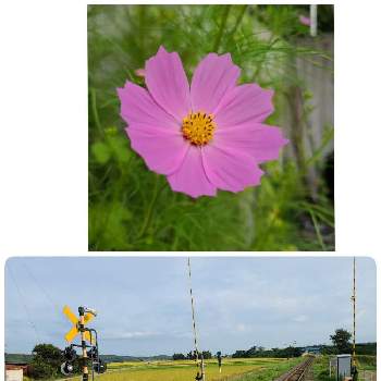 故郷の風景の画像 by やまちゃん～旅～さん | お出かけ先とコスモスと故郷の風景と今日のお花と無人駅