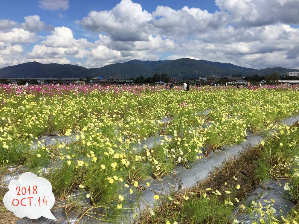 コスモスの投稿画像 By Anpunpunさん 亀岡 夢コスモス園とgs回文 月9月日 Greensnap グリーンスナップ