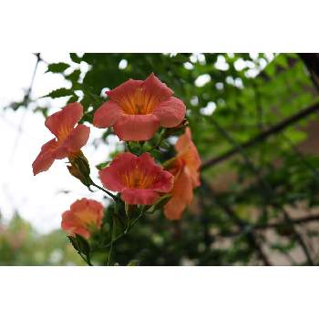 ９月の花の画像 by 我楽多さん | 小さな庭とノウゼンカズラと９月の花とOM-D E-M1ⅡとOLY 17mm F1.2