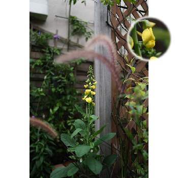 ９月の花の画像 by 我楽多さん | 小さな庭とクロタラリア・スペクタビリスと９月の花とOM-D E-M1ⅡとOLY 17mm F1.2
