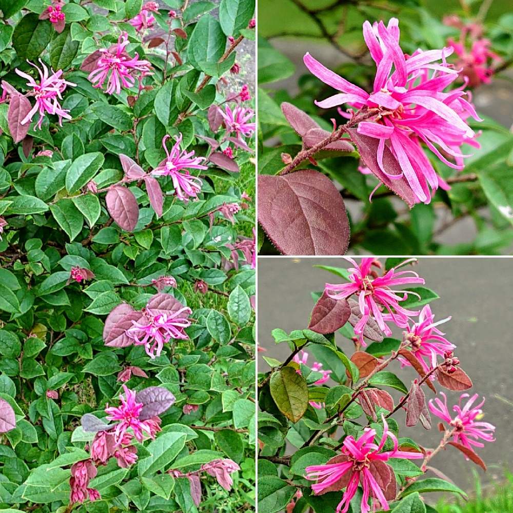 送料無料 紅花トキワマンサク ２０本 21春夏 Www Thedenimshop Com