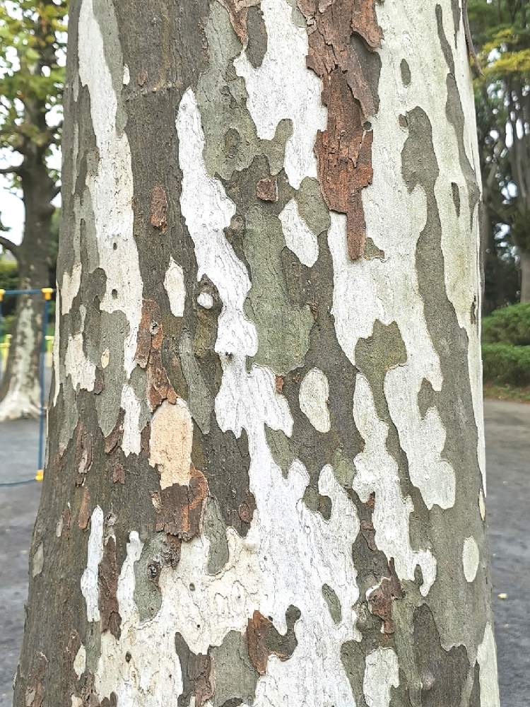 プラタナスの投稿画像 By Arriettyさん 迷彩柄とすずかけの木と公園の樹木 月9月日 Greensnap グリーンスナップ