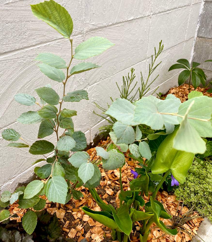 カラーの投稿画像 By しおんさん バーゼリアとフォッサギラ ガーデニー ブルーシャドー とお買い物とs家の庭の植物と花壇と植え替え とネイティブプランツと落葉樹と地植え 月9月21日 Greensnap グリーンスナップ