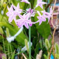 ツルバキアの画像