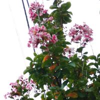 サルスベリの画像