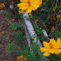 キバナコスモスの画像