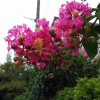 サルスベリの画像