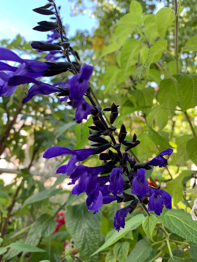 サルビアの投稿画像 By チョコさん サルビア ガラニチカ 月9月21日 Greensnap グリーンスナップ