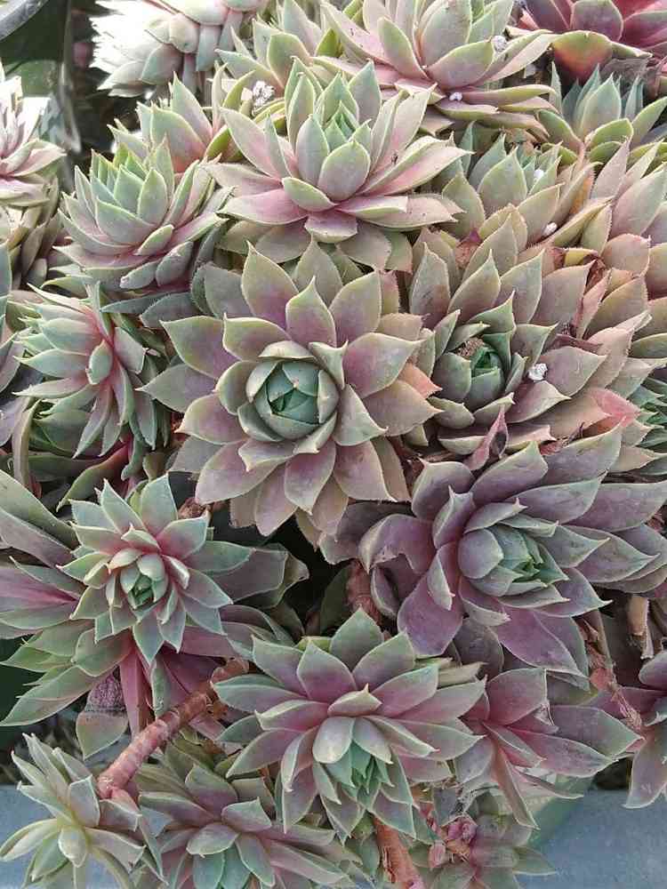 フランダースパッション・の一覧｜🍀GreenSnap（グリーンスナップ）