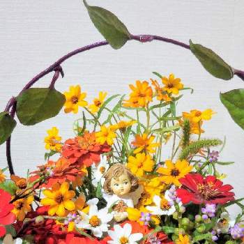 ツルムラサキの花の画像 by 一花さん | 部屋とおうち園芸とエンジェル祭りとツルムラサキの花とジニア♪と百日草 ♪