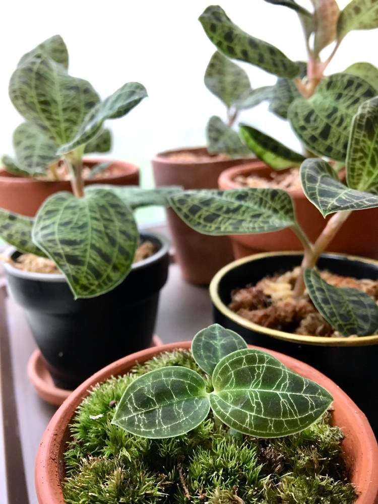 ジュエルオーキッドの投稿画像 By Sena78さん 沖縄とgsミニモニ と沖縄タニラーと沖縄北部とgs植物うちなーぐち会と苔 コケ と苔 こけ とコケ植物とジュエルオーキッド マコデスペトラとジュエル オーキッドと窓辺とジュエルオーキッドと沖縄とgsミニモニ と沖縄