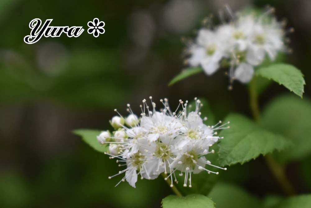 シモツケ の投稿画像 By ゆらさん 黄金シモツケ ホワイトゴールドとシモツケ と今日も元気に とおうち園芸とゆら 山野草 月9月21日 Greensnap グリーンスナップ