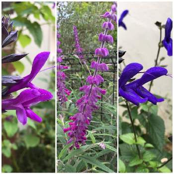 サルビア ・イパネマの画像 by りりこさん | 小さな庭とサルビアとサルビア・レウカンサと栄養系サルビアイパネマとサルビア・ガラニチカと好きな色と紫色の花と青い花とサルビア・セージとおうち園芸と今日のお花とアメジストセージ⭐️とサルビア ・イパネマとサルビア ガラニチカ♡と青い花マニアと青いサルビアマニア