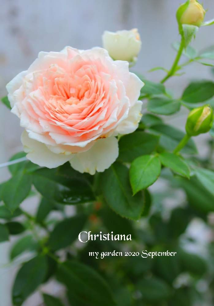 薔薇 の投稿画像 By モコママさん バラを楽しむとばら バラ 薔薇とクリスティアーナ バラ 月9月21日 Greensnap グリーンスナップ