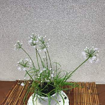 和な感じの画像 by ヨッピーさん | お出かけ先とニラと白い花と和な感じと9月の植物