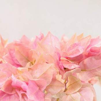 八重咲きブーゲンビリアの画像 by はちなつめさん | ブーゲンビリアと八重咲きブーゲンビリアと花のある暮らしと我が家のお花とカワイイ♡