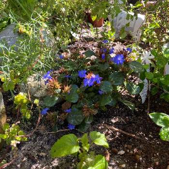 クリスタルジャスミンの投稿画像一覧 Greensnap グリーンスナップ