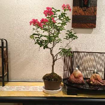 サルスベリの盆栽の画像 by HTさん | 玄関と花のある暮らしとサルスベリの花とサルスベリの盆栽