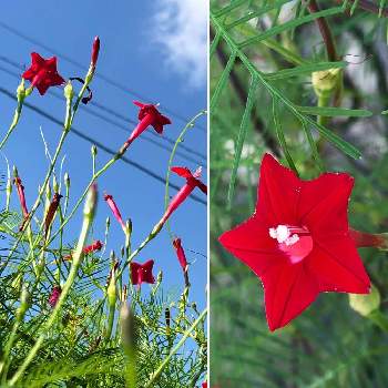 ルコウソウ 縷紅草 の投稿画像一覧 Greensnap グリーンスナップ