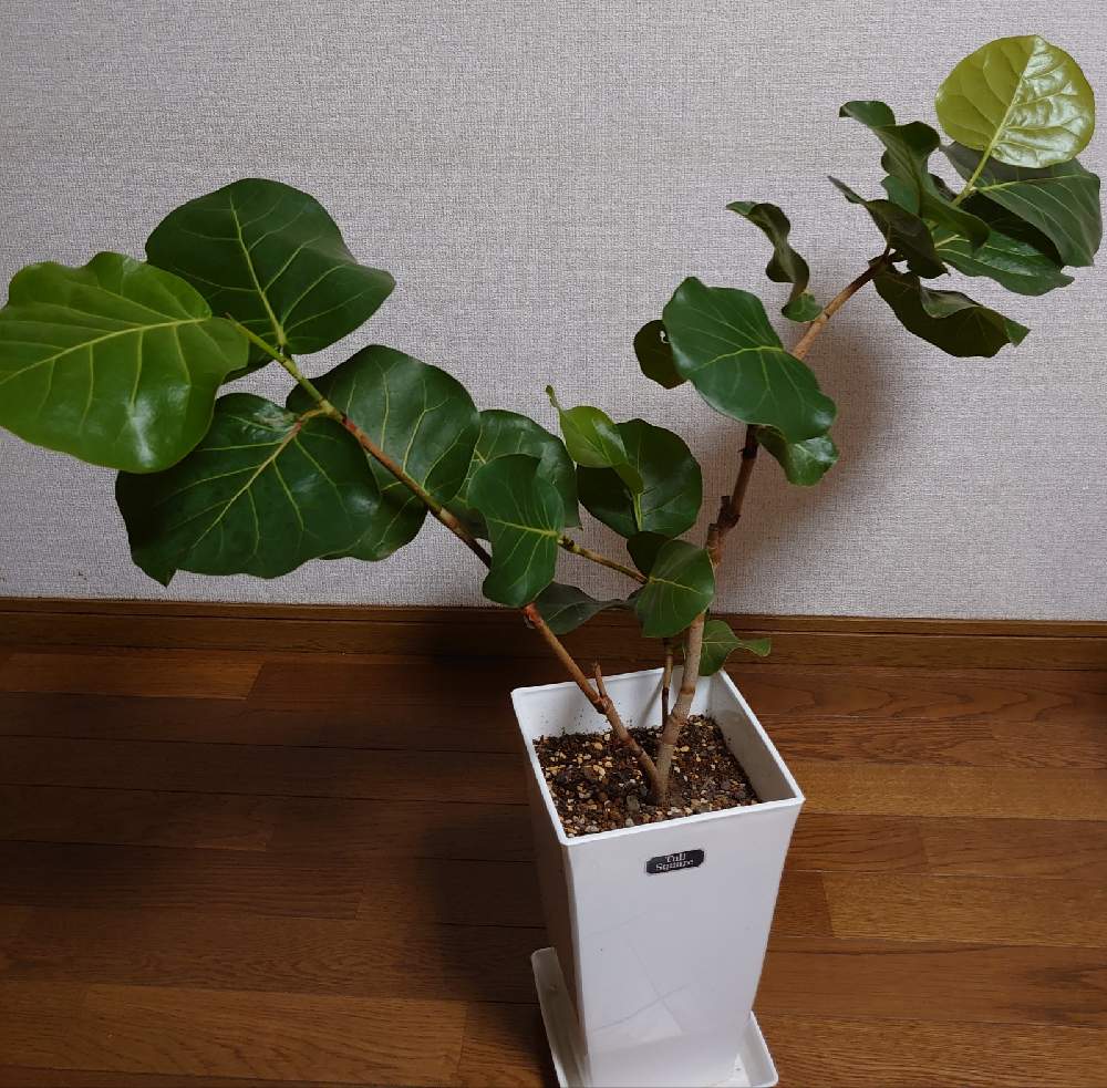 シーグレープの投稿画像 By うの花さん 観葉植物と自然樹形と常緑樹と緑のある暮らしと成長早いとシーグレープ とかわいいと新芽とグリーン 月9月21日 Greensnap グリーンスナップ