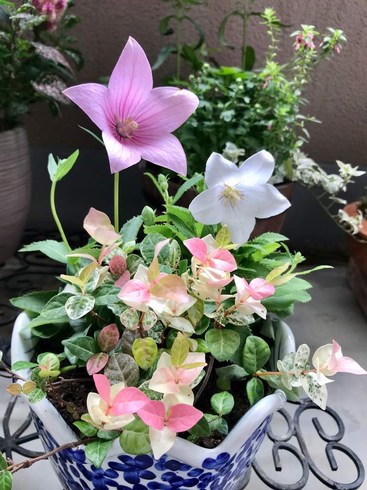 寄せ植えの投稿画像 By Etさん ハツユキカズラ と桔梗 とおうち園芸と寄せ植えとハツユキカズラ と桔梗 とおうち園芸 月9月21日 Greensnap グリーンスナップ Greensnap グリーンスナップ