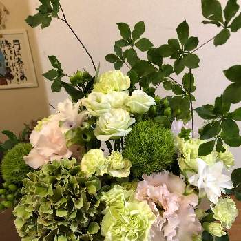 八重トルコききょうの投稿画像一覧 Greensnap グリーンスナップ