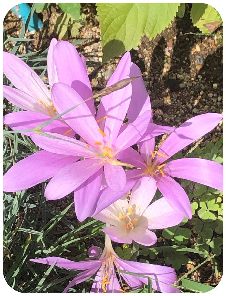 イヌサフランの投稿画像 By ふっちさん お出かけ先とピンクの花とイヌサフラン科と有毒植物と出先とピンクの花とイヌサフラン科と有毒植物と出先 月9月21日 Greensnap グリーンスナップ Greensnap グリーンスナップ