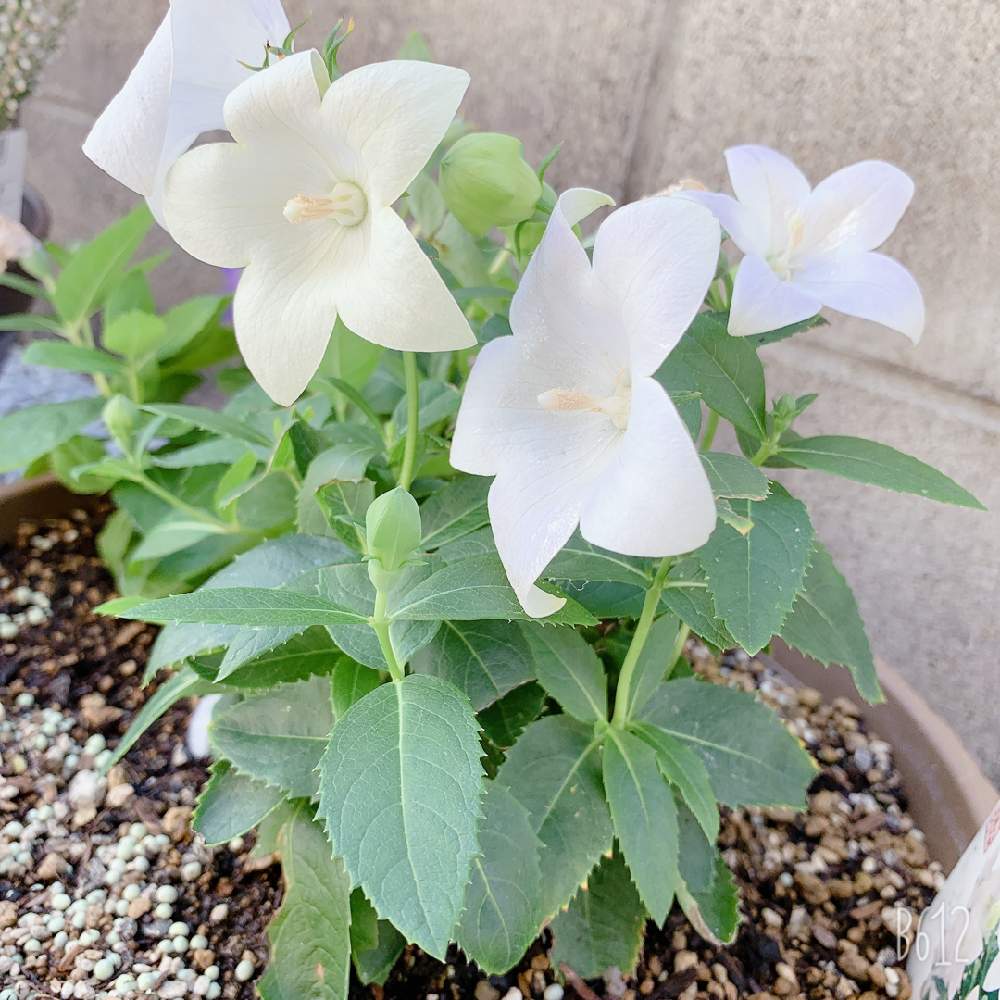 桔梗の投稿画像 By かるぱすさん 小さな庭とプランターとおうち園芸とつぼみとガーデニングと花のある暮らしと桔梗の花とプランター とおうち園芸とつぼみとガーデニングと花のある暮らしと桔梗の花 月9月21日 Greensnap グリーンスナップ Greensnap