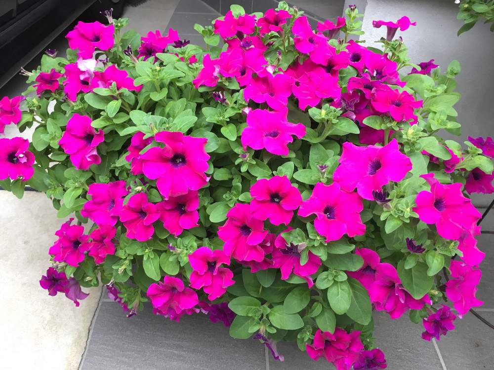 サフィニアの投稿画像 By シュガーバインさん サンフラビトと今日のペチュニアとサンフラマニアと切り戻し後とサントリー フラワーズとピンク ピンクと夏の花ときれーい とペチュニア とガーデリンクと花のある暮らしと一株植えと花と生きるサントリー 月9月21