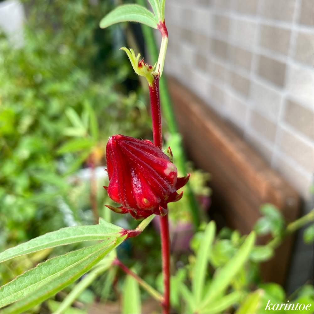 ローゼルの投稿画像 By Karintoeさん キュンキュン乙女倶楽部とキュンキュン乙女倶楽部no 40と 9と種からと 種まき隊 とバルコニストとアオイ科 月9月21日 Greensnap グリーンスナップ