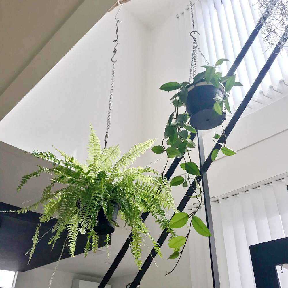 ホヤカルノーサの投稿画像 By M Yuさん インドアグリーンとハンギングプランターとネフロレピス属とno Green No Lifeと観葉植物と100均とダイソーとハンギンググリーンとおうち園芸とねこと緑のある暮らしとハンギングと植中毒とタマシダ属と100均アレンジと観葉植物の
