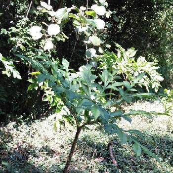 こんにゃくの育て方 年数別の栽培ポイントや収穫までの日数は Greensnap グリーンスナップ