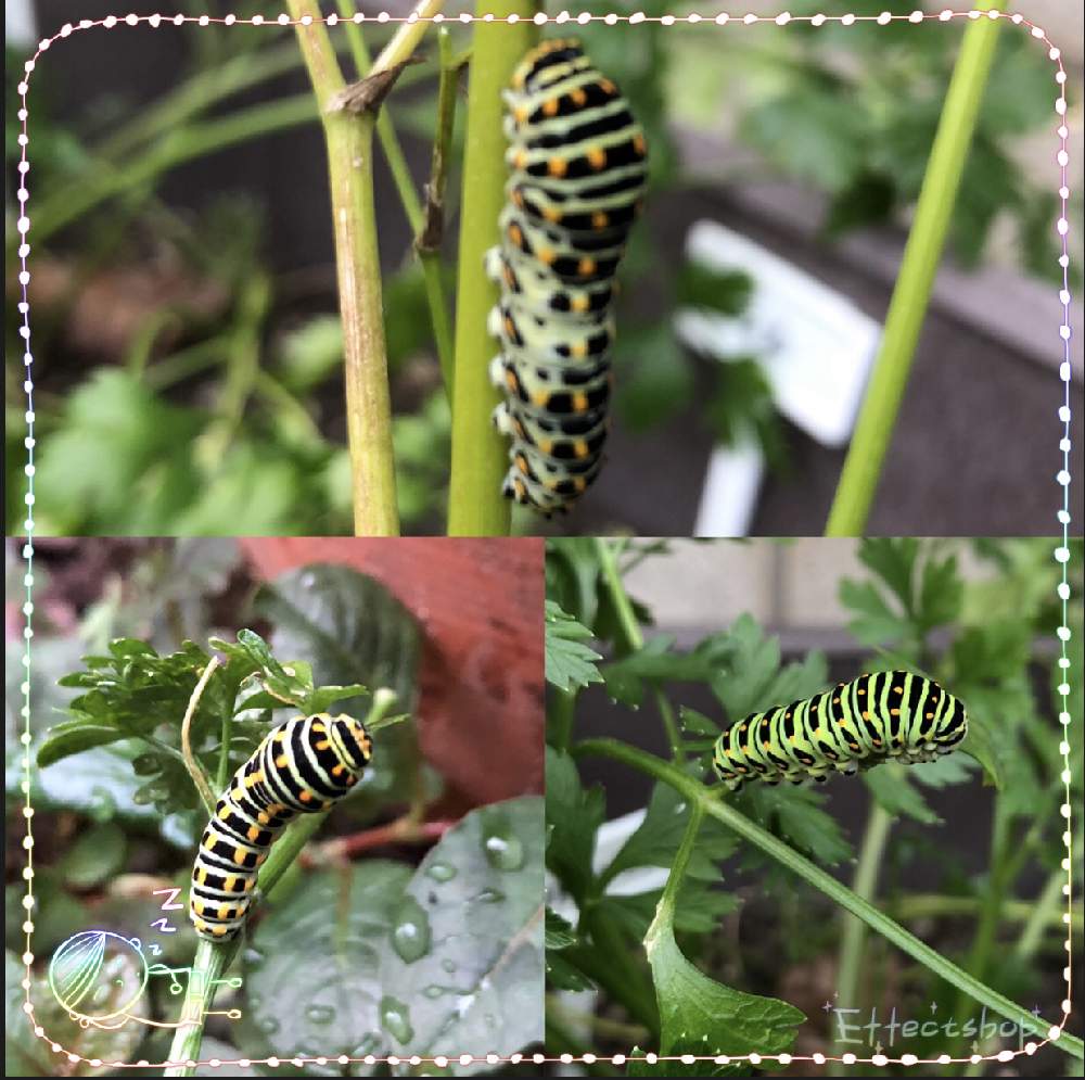 アゲハチョウ 幼虫の投稿画像 By Heathさん 成長記録と昆虫シリーズとアゲハ蝶の幼虫 月9月21日 Greensnap グリーンスナップ