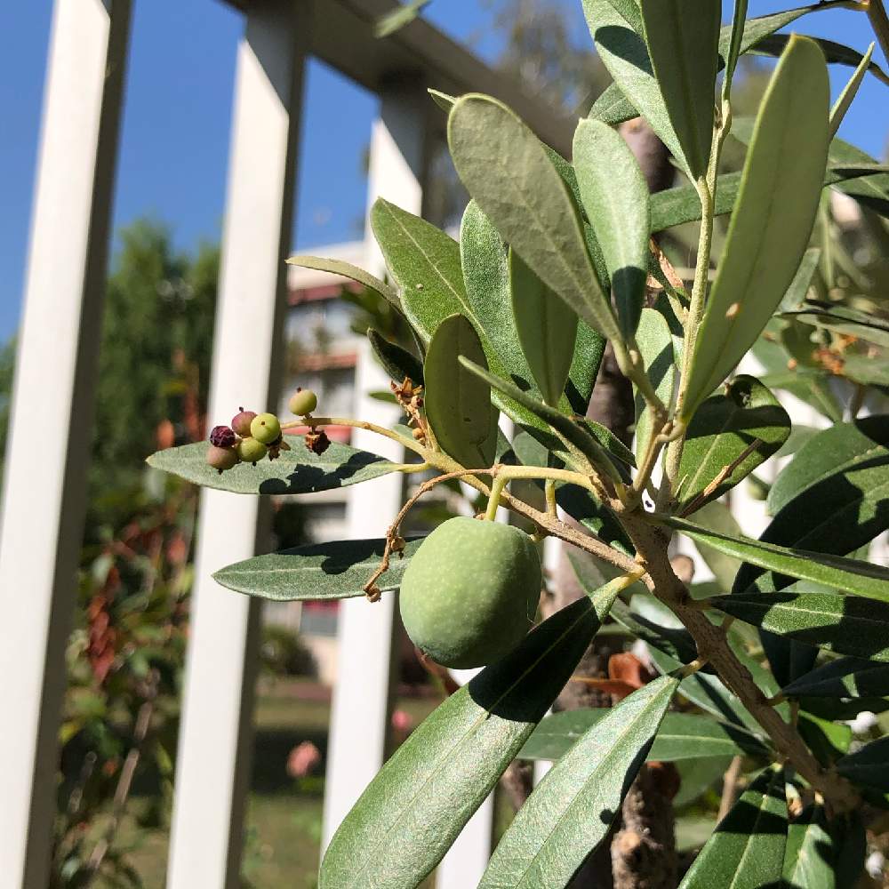 オリーブの投稿画像 By ちえぼんさん 木の実と可愛い実と樹が好き と食べられるとおうち園芸と秋の風景と葉っぱが好き 月9月21日 Greensnap グリーンスナップ