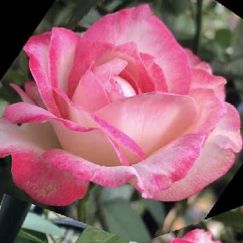 薔薇　ジュビレ.デュ.プリンス.ドゥ.モナコの画像 by mutsuchiyanさん | 小さな庭と薔薇　ジュビレ.デュ.プリンス.ドゥ.モナコとバラ＊ジュビレ デュ プリンス ドゥ モナコと秋バラと薔薇好きと薔薇に魅せられてと癒しとエネルギーとありがとうと美しいと楽しみと休日のひと時と香りと可愛いとガーデニングと花のある暮らしとGREEN UP!と頑張るばい！熊本！と薔薇の花
