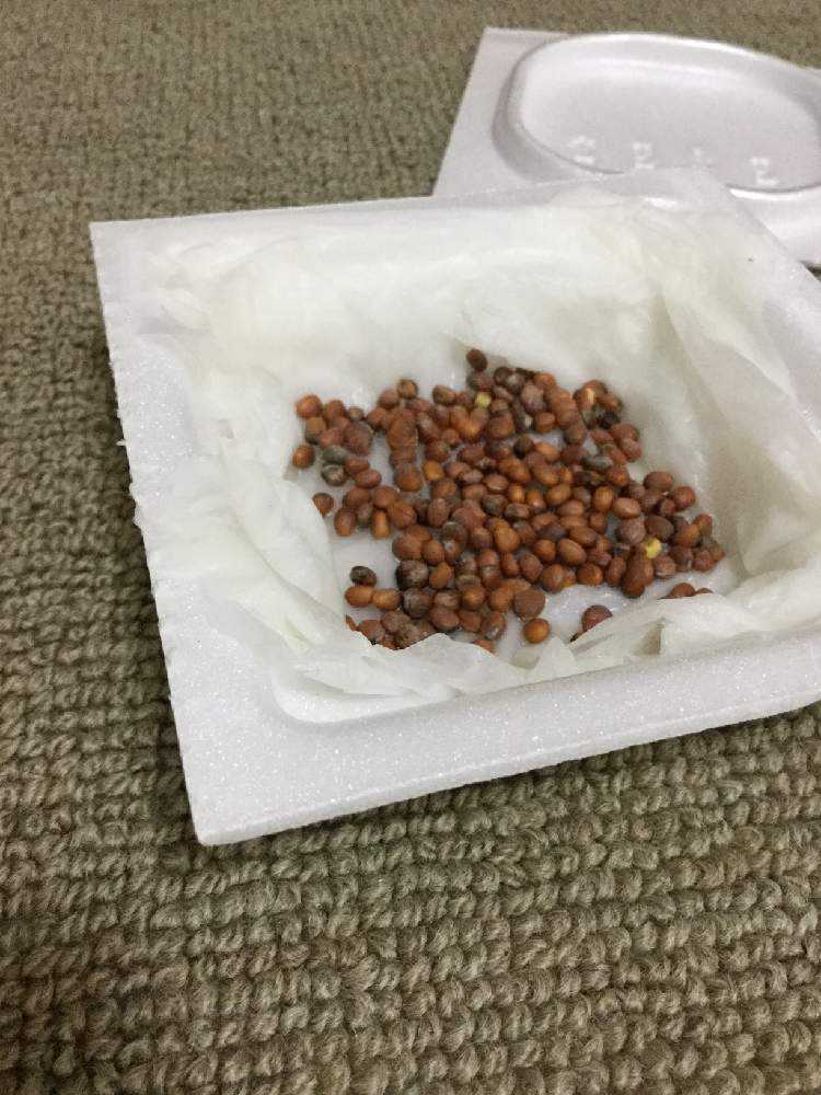 カイワレ成長記録 Greensnap グリーンスナップ