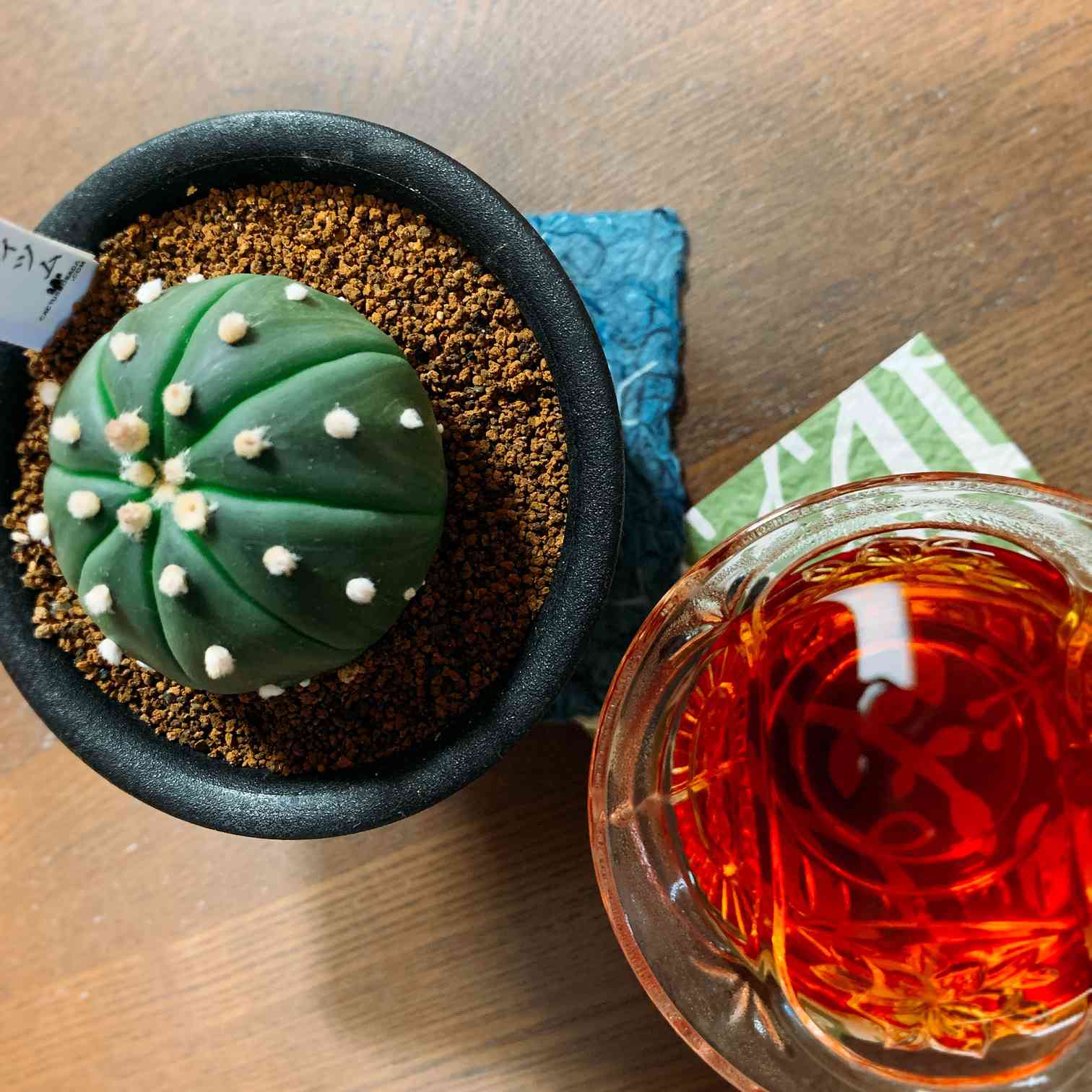 □アストロフィツム 王冠瑠璃兜✕たけろうポット サボテン：アストロフィツム 瑠璃兜丸錦 ツギ*幅6cm 現品！一品