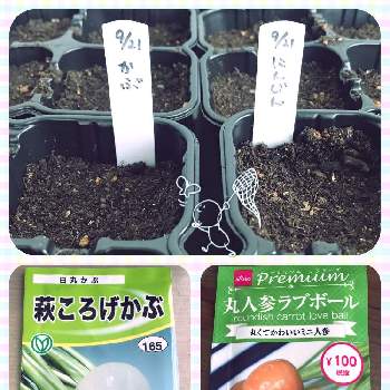 セルトレーの投稿画像一覧 Greensnap グリーンスナップ