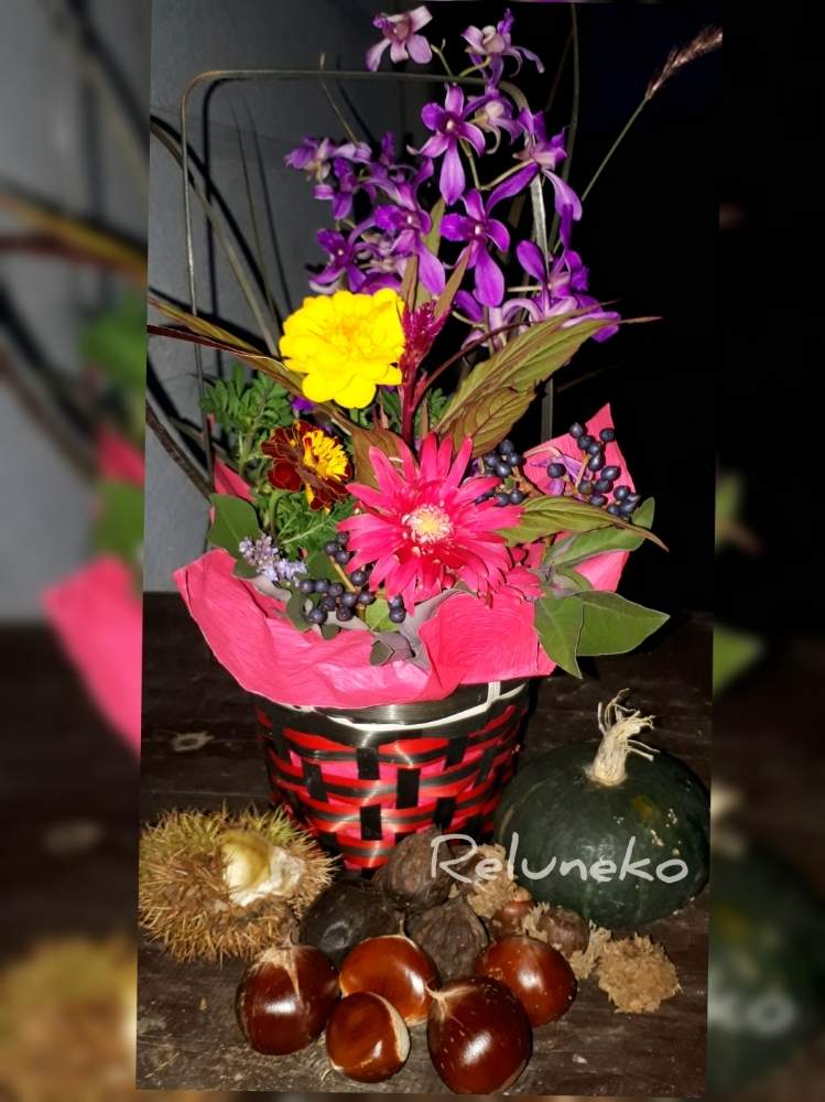 おいcベリー の投稿画像 By れるねこさん マリーゴールド と栗の実と秋色とらんとナチュラルスタイルと自然の癒しと花のある暮らしといやされると ガーベラとミニブーケ 月9月21日 Greensnap グリーンスナップ