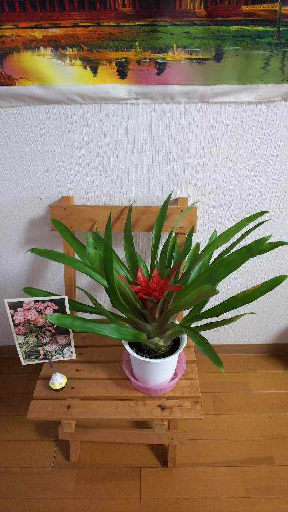 グズマニア エンパイア Greensnap グリーンスナップ