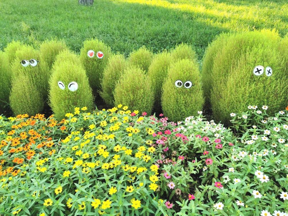 コキアの投稿画像 By Arriettyさん コキア ほうき草 と海の公園とようすをみているとかわいいな 月9月21日 Greensnap グリーンスナップ