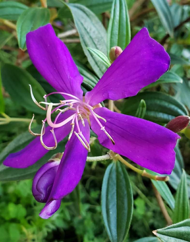 小さな庭の投稿画像 By 花菜さん ノボタン科と医療 介護の皆様に感謝とノボタン科と医療 介護の皆様に感謝 月9月21日 Greensnap グリーンスナップ Greensnap グリーンスナップ