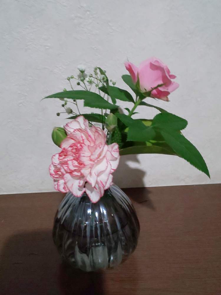 カーネーションの投稿画像 By ハイオクさん バラとかすみ草と花のある暮らしと魔法の花瓶 月9月22日 Greensnap グリーンスナップ