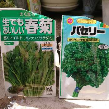 パセリの育て方 地植えやプランターでの栽培方法は Greensnap グリーンスナップ