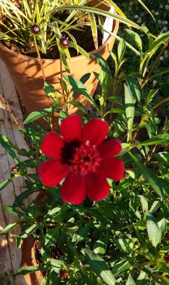 たんたんさんの投稿画像 月9月22日 Greensnap グリーンスナップ