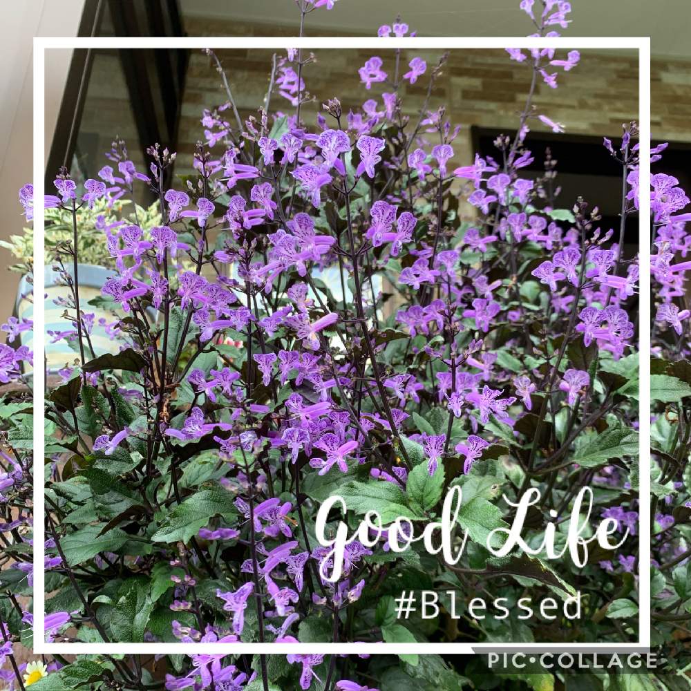 プレクトランサス モナラベンダーの投稿画像 By つゆみさん おうち園芸とおうちを彩る花と処分品と鉢植えと花のある暮らし 月9月22日 Greensnap グリーンスナップ