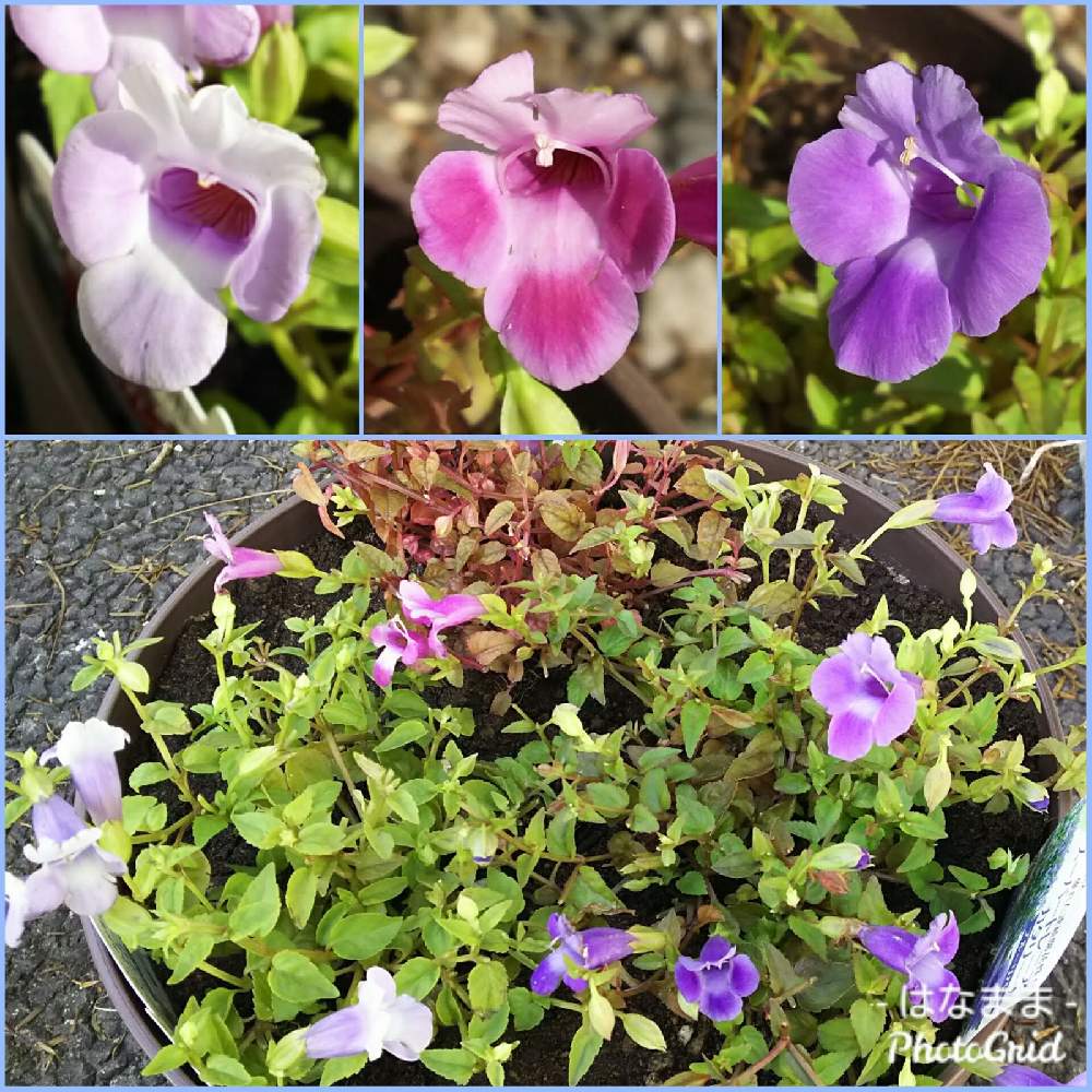 トレニアの投稿画像 By はなままさん トレニア カタリーナ ブルーリバーとトレニア カタリーナ ピンクリバーとスーパートレニアカタリーナアイスリバー 月9月22日 Greensnap グリーンスナップ