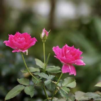 バラ　シェエラザードの画像 by 伊豆野サクラさん | バラ　シェエラザードと四季咲きと花のある暮らしと伊豆の庭と✨バラ