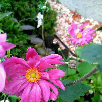 秋明菊　プリンツハインリッヒの画像 by dayanさん | 小さな庭と秋明菊　プリンツハインリッヒとピンクの花とおうちを彩る花とキンポウゲ科と北海道と大人かわいい♪